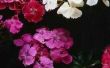 How to Keep Dianthus bloeien