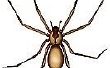 Hoe herken je een Brown Recluse Spider