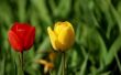 Hoe bemesten tulpen
