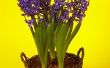 Hoe om te groeien hyacinten bollen binnenshuis