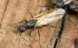 Hoe herken ik termieten uit de vliegende mieren
