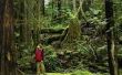 Wat zijn sommige abiotische factoren in een gematigde regenwoud?
