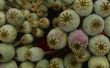 Kan je groeien Poppy planten uit supermarkt maanzaad?