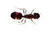 How to Get Rid van mieren nesten