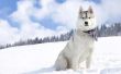 Wat Is het verschil tussen Alaskan Malamutes & Siberian Huskies?