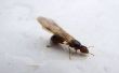 How to Get Rid van termieten vliegen