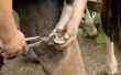 Hoe te behandelen van Hoof abcessen in paarden