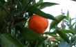 Hoe bemesten mandarijnenbomen