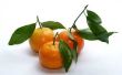 How to Grow Clementines uit zaden