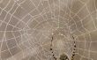 Hoe gebruik nachtvlinder ballen als Spider insectenwerende middelen