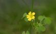 How to Get Rid van Lawn Weeds met gele bloemen