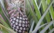 Het Best potgrond voor ananas