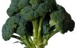 Wat Is de minimale kiemkracht temperatuur voor Broccoli?