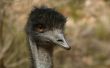 Over het dieet van de Emu