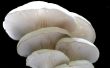 How to Grow Mushrooms met rogge bessen