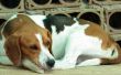 Feiten over Beagle honden