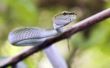 Identificeren van slangen in Alabama