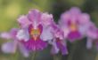 Zijn orchideeën giftig voor honden en katten?