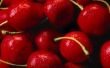 Goede bestuivers voor Bing Cherry bomen