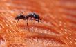 Hoe te doden de mieren met behulp van huishoudelijke producten