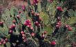 Hoe te bevriezen een Prickly Pear-Cactus
