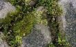 Hoe te schoon Moss van een baksteen Patio met bleekwater