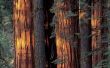 Hoe te vullen gaten in een Redwood-dek
