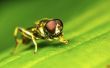 How to Get Rid van fruitvliegen