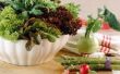 Planten gebruikt voor salades