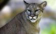 Feiten over Cougars in North Carolina