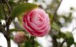 Hoe doorgeven Camellias