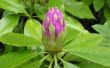 Hoe doorgeven van Rhododendron stekken