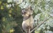 How to Grow Eucalyptus in Zone 7