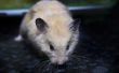 Tekenen van Rabies in Hamsters