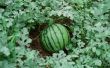 Welk seizoen groeit watermeloen?