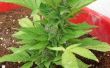 Wat planten worden verward met marihuana?