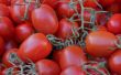 How to Grow Roma tomaten