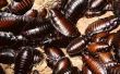 Borax en suiker remedie voor kakkerlakken