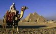 Hoe de zorg voor een kameel-dromedaris