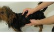 Het gebruik van menselijke Shampoo op honden