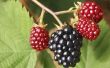 Soorten doornloos Blackberry planten