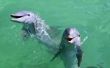 Dierentuinen in Florida met dolfijnen