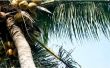 Hoe om te groeien kokospalmen in Florida