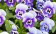 Hoe de zorg voor viooltje bloemen