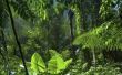 Aanpassingen van dieren in het tropisch regenwoud