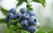 How to Care for Blueberry struiken