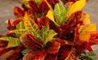 Mealybugs op Croton planten