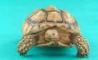 Hoe herken ik het geslacht van de Baby Sulcata schildpadden