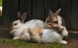 How to Build een konijnenhok twee verhaal