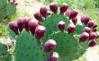 Opuntia voordelen voor de gezondheid van de Cactus